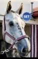/album/fotogaleria-ohlavka-monaco/kantar-fp-monaco-fuksja-br%c4%85z-cob-full-jpg1/